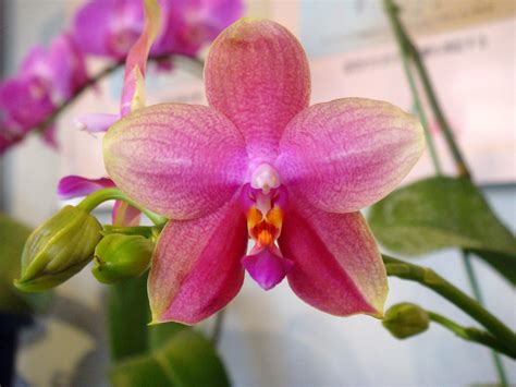 The Art of Propagating Phalaenopsis Orchids: Growing New Magic from Cuttings